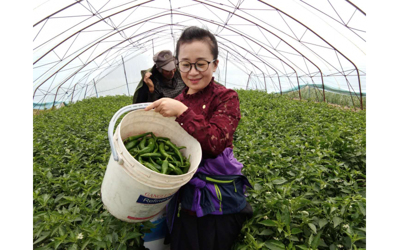 中國(guó)太保冷麗霞：村民們的好親戚，最接地氣的駐村干部